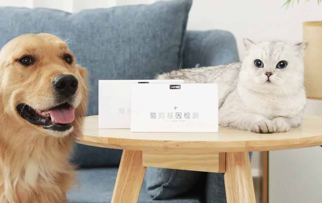 Xiaomi lança teste genético para cães e gatos