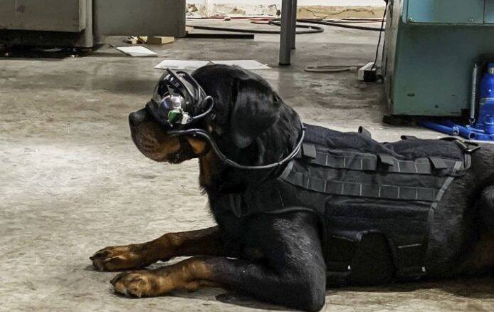 Exército dos EUA quer usar óculos de realidade aumentada para guiar cachorros