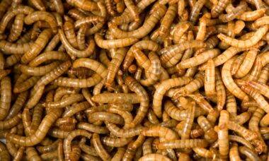 Europa libera larva de besouro para consumo humano