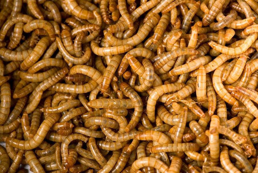 Europa libera larva de besouro para consumo humano