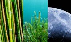 De bambu a algas marinhas: conheça os materiais que estarão nos aviões do futuro
