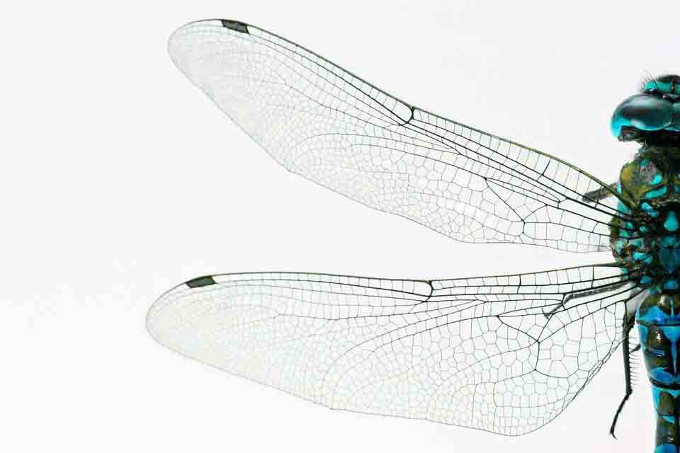 Nova espécie de libélula é descoberta em São Carlos. Foto ilustrativa: Pixabay