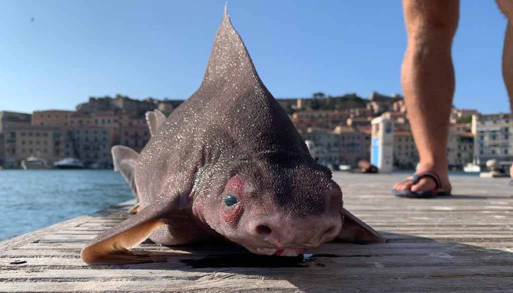Peixe com corpo de tubarão e cara de porco surpreende pescadores na Itália. Foto: Reprodução Facebook