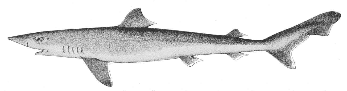  Galeorhinus galeus é uma das espécies que habittam o rio. Foto: Wikipedia