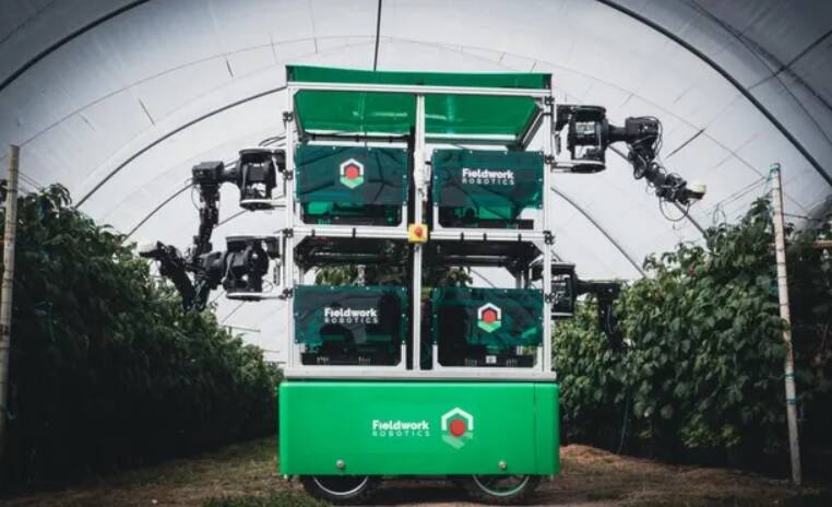 Empresa britânica cria robô coletor de frutas delicadas