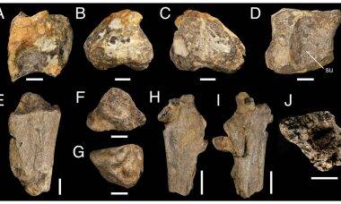 Cientistas encontram fóssil do maior carnívoro que já existiu na Europa