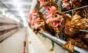 IA pode ser usada para melhorar o bem-estar de galinhas em granja
