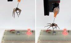 Aranhas mortas são transformadas em zumbis por cientistas